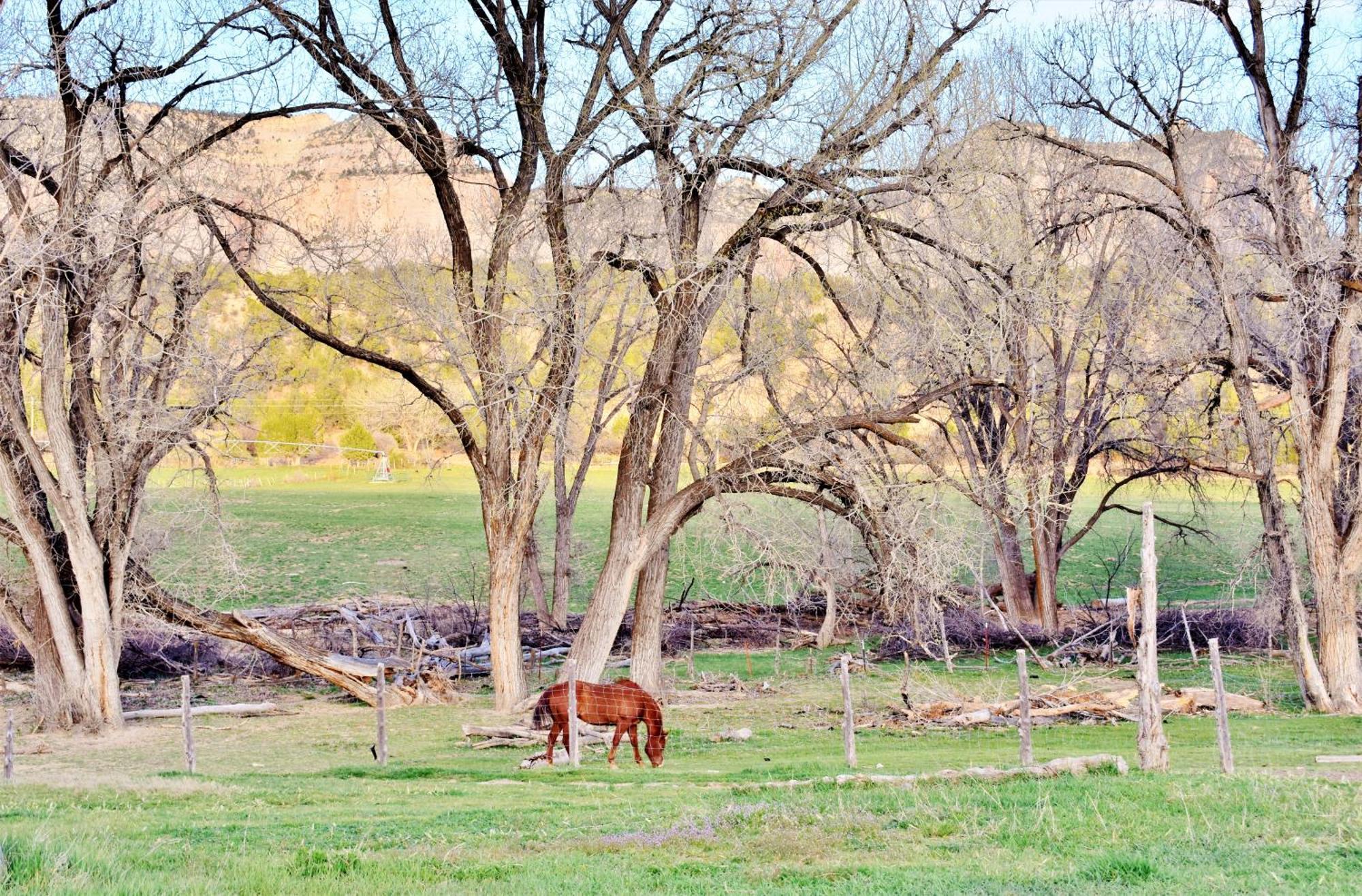 Arrowhead Country Cabins Mount Carmel Cameră foto